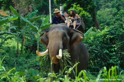 Elefanten reiten in Thailand