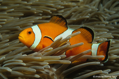 Clownfish, Amphiprion