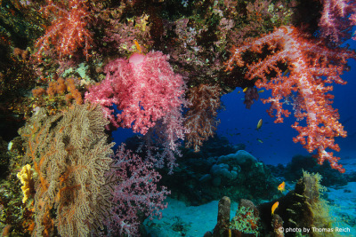 Colorful corals, Andaman Sea, Thailand