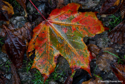 Red green maple leaf in autumn