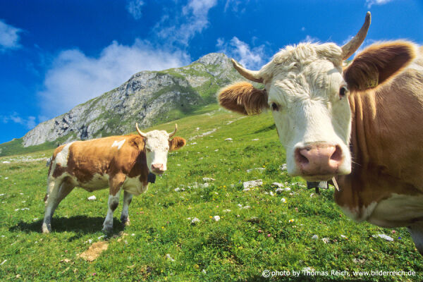 Swiss cows, Bernese Oberland