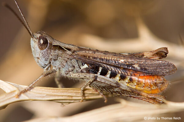 Locust appearance