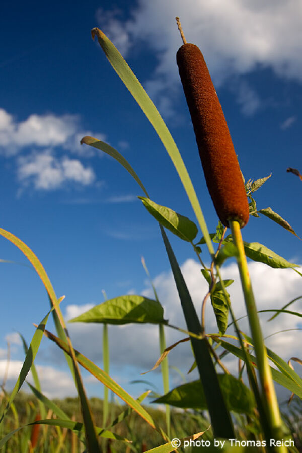 Bulrush plant and reed