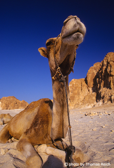 Arabisches Kamel Safari Reiten, Sinai, Ägypten