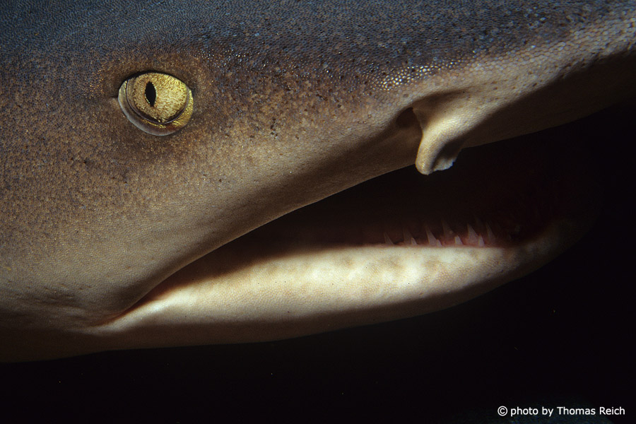Whitetip reef shark close up