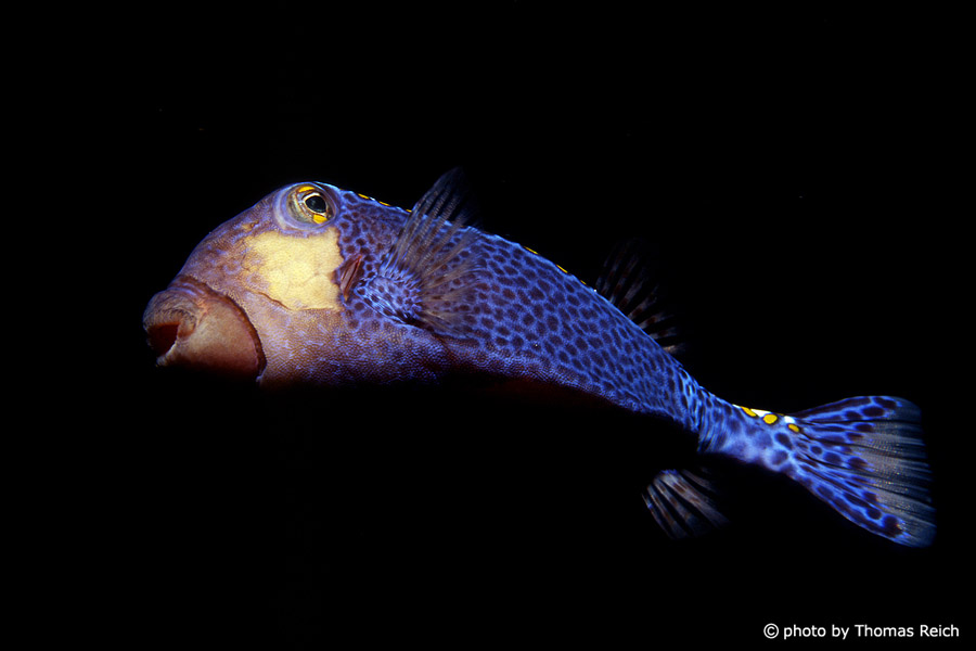 Boxfish, Ostraciidae