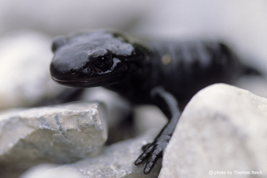 Alpine Salamander close up