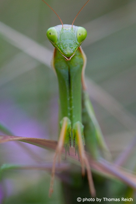 European Mantis head