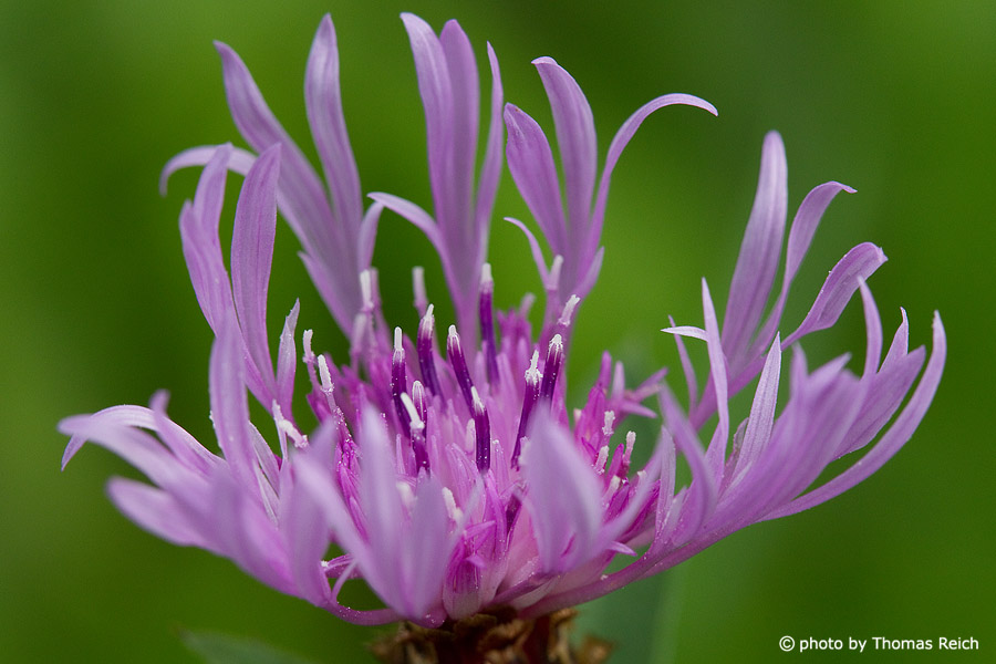 Flockenblume, Centaurea