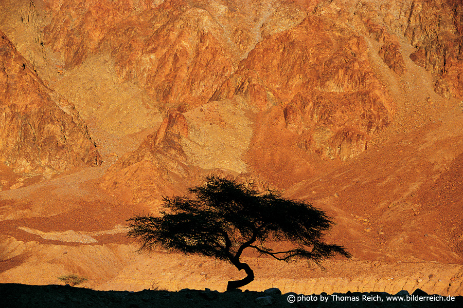 Silhouette Akazienbaum, Acacia, Sinai