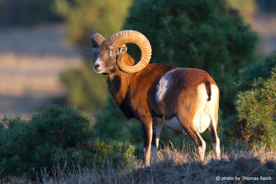 Mouflon male