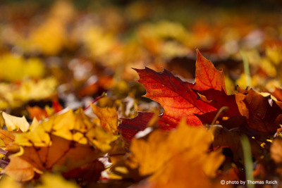 Braune Herbstblätter am Boden
