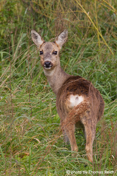 Roe deer at the edge of the forest