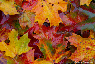 Colored maple leaves in autumn on the ground