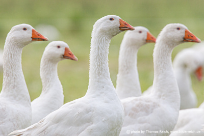 Domestic Geese animals
