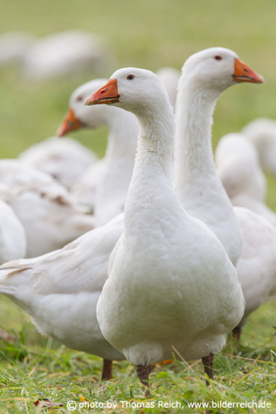 White Domestic Geese close up
