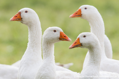 Keeping of Domestic Goose