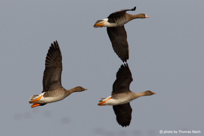 Flying White-fronted Geese
