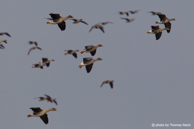 Flying Taiga bean geese