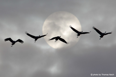 Common Cranes in front of the sun on their migration route