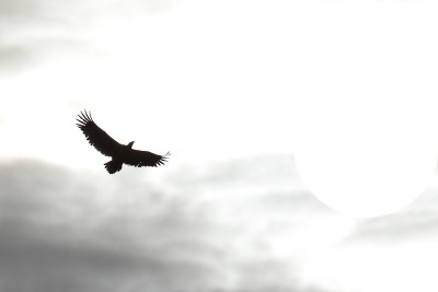 White-tailed Eagle Silhouette Sky