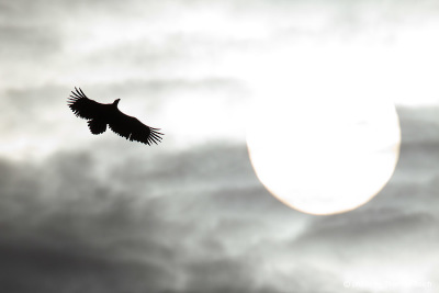 White-tailed Eagle silhouette with sun