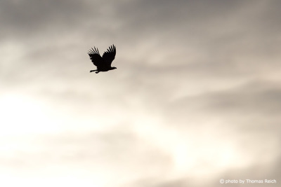 Flying White-tailed Eagle Silhouette