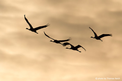 Common Crane in formation flight