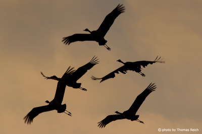 Common Cranes flying
