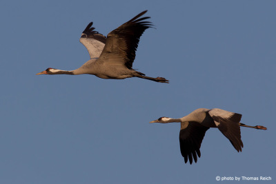 Feathers of Common Crane