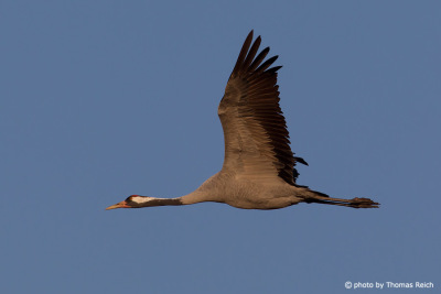 Flying Common Crane side view