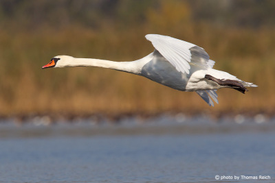 Mute Swan flight sound