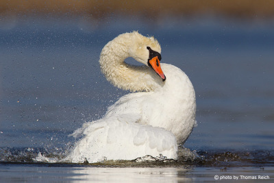 White swan cleaning feathers