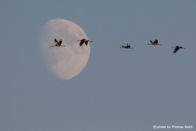 Common Crane flying in front of the moon