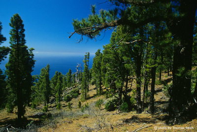 El Pinar - pine forest El Hierro