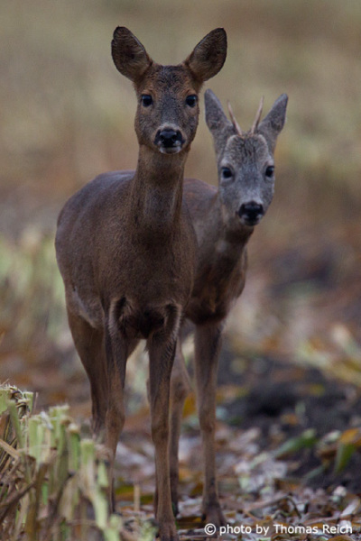 Two Roe Deers standing on the edge of the field