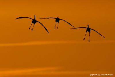 Silhouette of three landing cranes