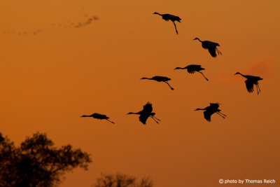 Common Cranes landing after flight