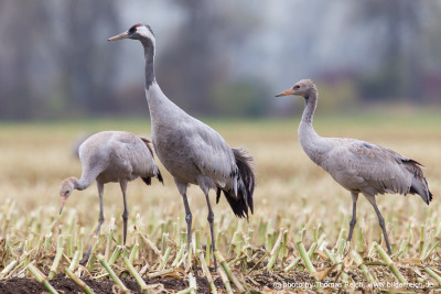 Common Crane with two immatures