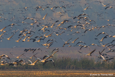 Common Cranes bird migration