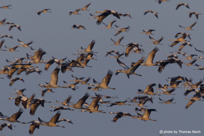 Common Cranes in Mecklenburg Vorpommern