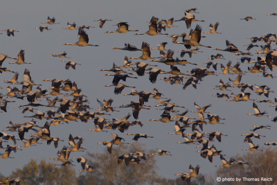 Big flock of Common Cranes in the sky