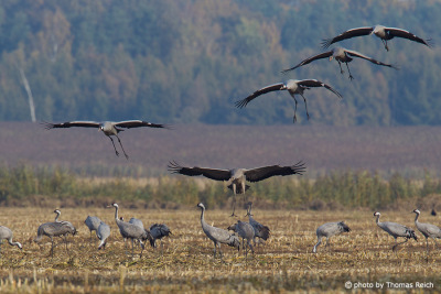 Common Cranes Germany