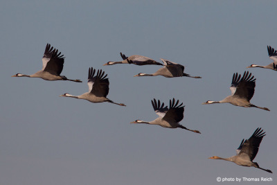 Common Cranes flying in V formation