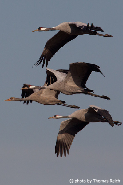 Flying Common Crane with immature