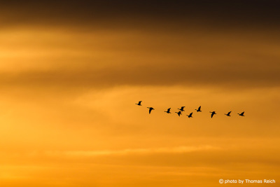 Flying Greylag Geese sunlight