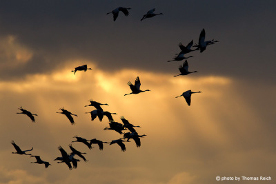 Group of cranes in the sky