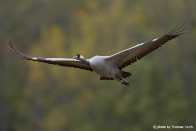 Common Crane approaching