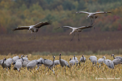 Common Cranes landing on cornfield