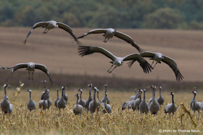 Common Crane migratory birds